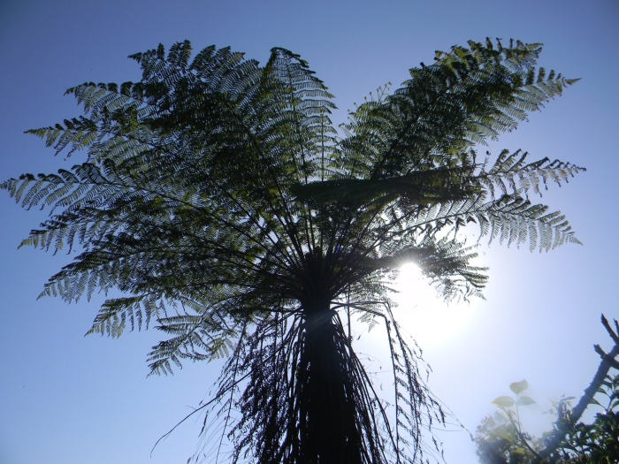 Древовидные папоротники