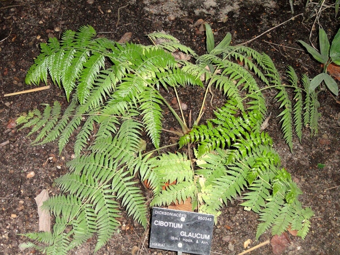 Macrothelypteris torresiana папоротник