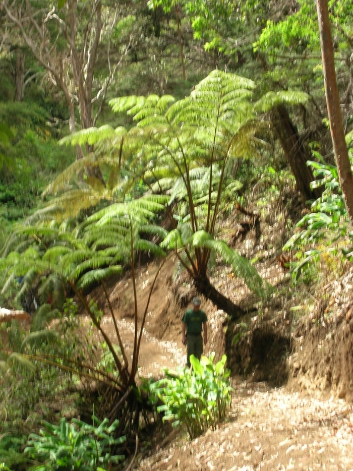 Древовидный папоротник циатея