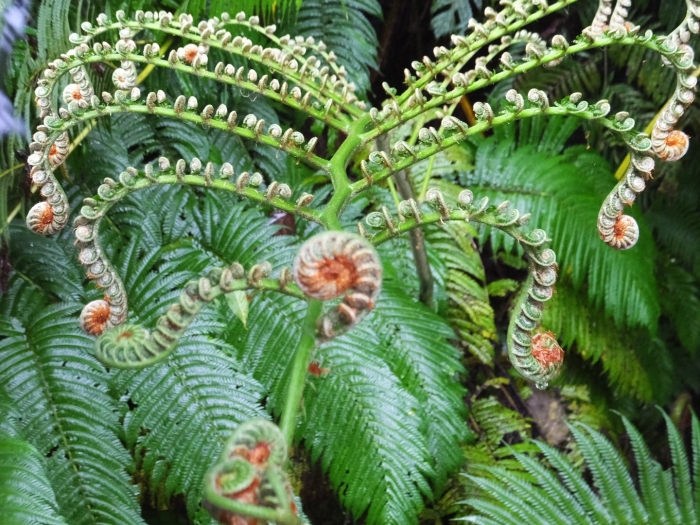 Папоротник лесной цветет