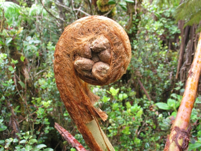 Древовидные папоротники гавайи