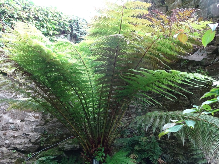 Диксония антарктическая