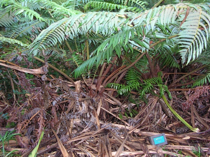 Диксония папоротник