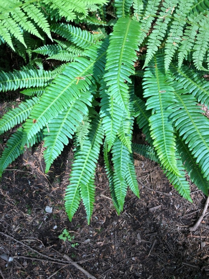 Polystichum aculeatum