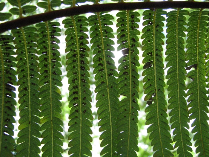 Фернс папоротник
