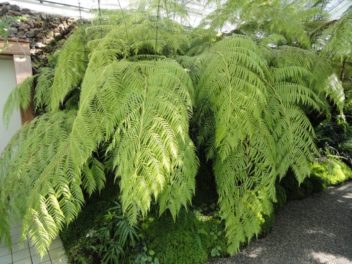 Циатея брауна папоротник