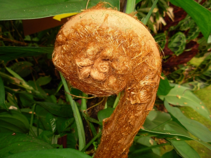 Циботиум баромец