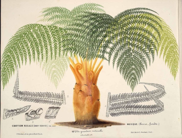 Древовидные папоротники карбона