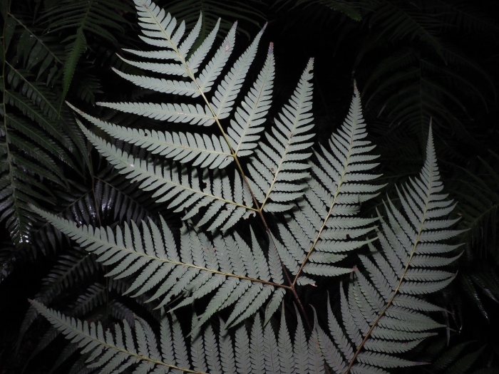 Серебряный папоротник новая зеландия