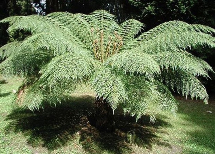 Tasmanian tree fern