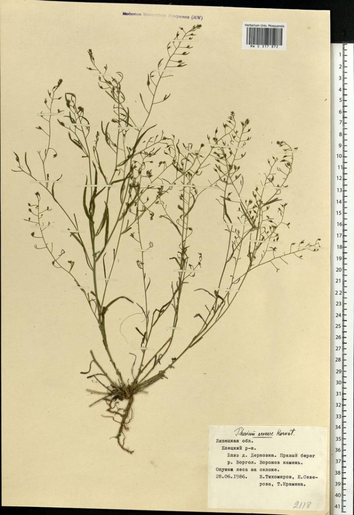 Пастушья сумка обыкновенная гербарий