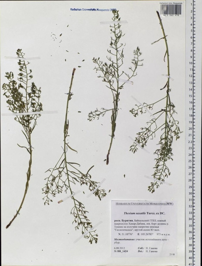 Пастушья сумка обыкновенная