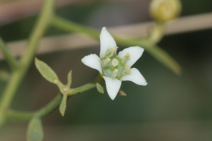 Rottboellia cochinchinensis