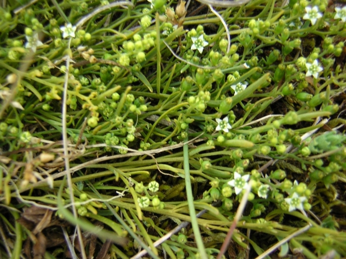 Thesium humifusum