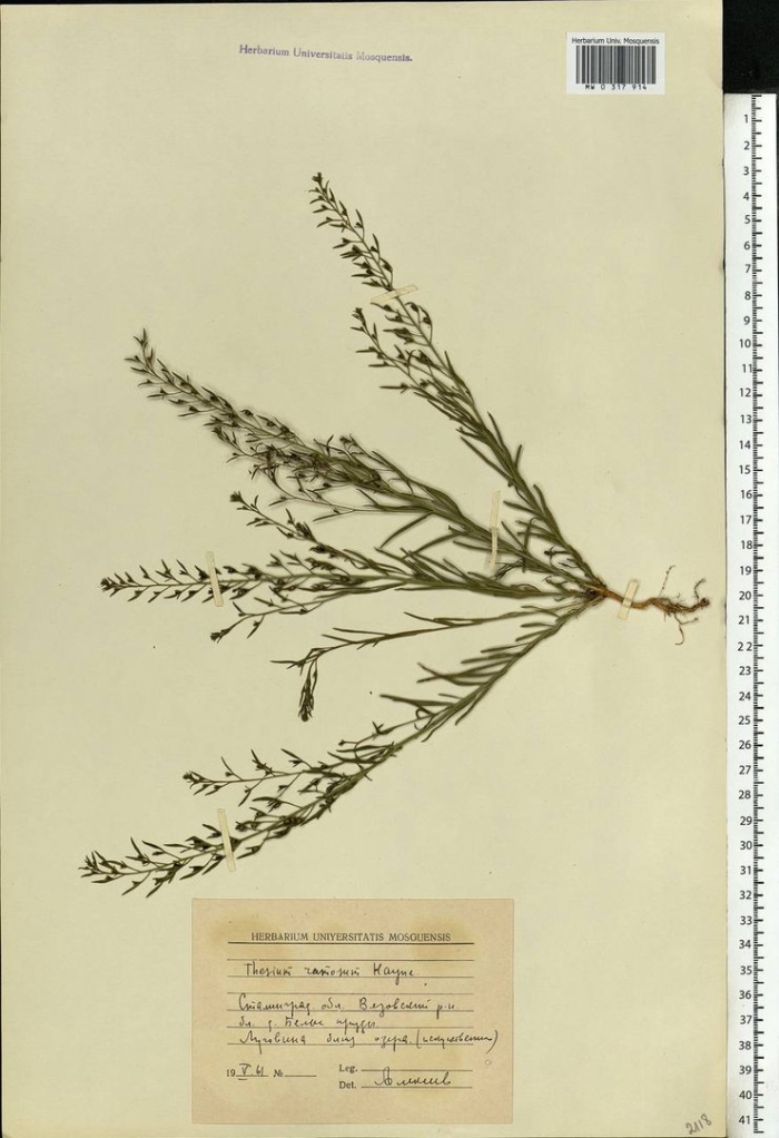 Eragrostis albensis