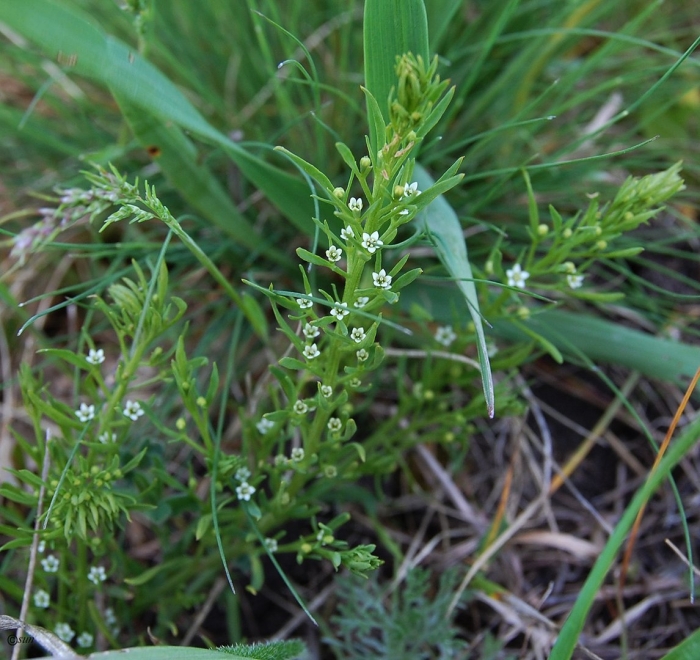 Galium longifolium