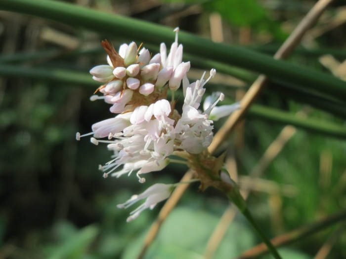 Горец земноводный (persicaria)