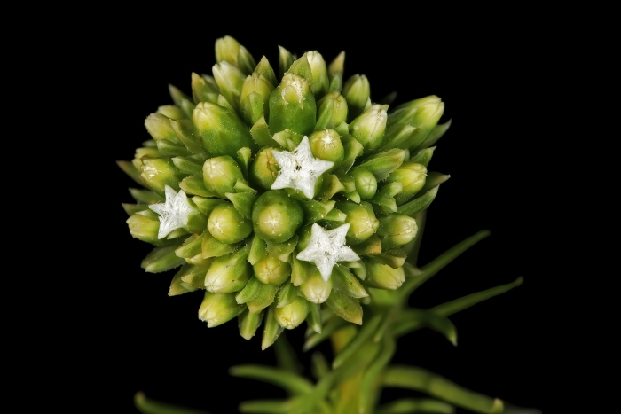 Asclepias verticillata