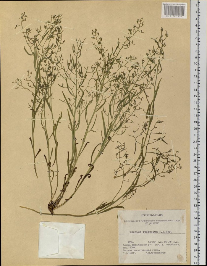 Lepidium crassifolium