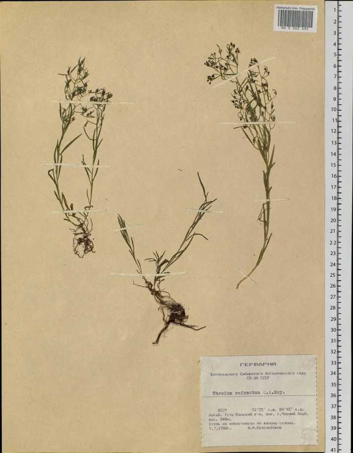 Качим патрэна gypsophila patrinii