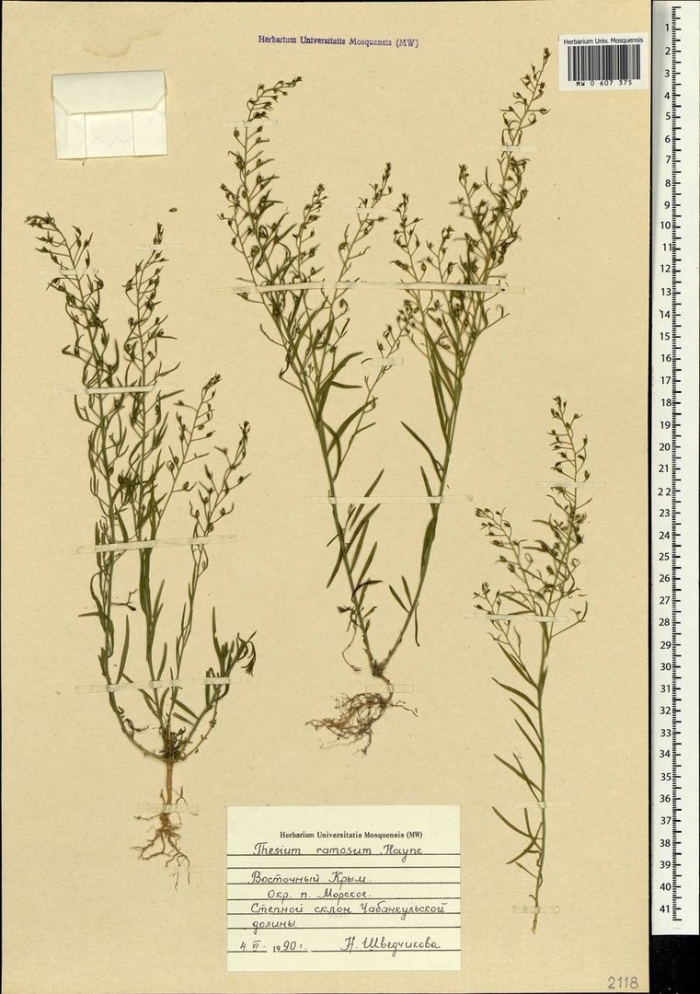 Ленец полевой