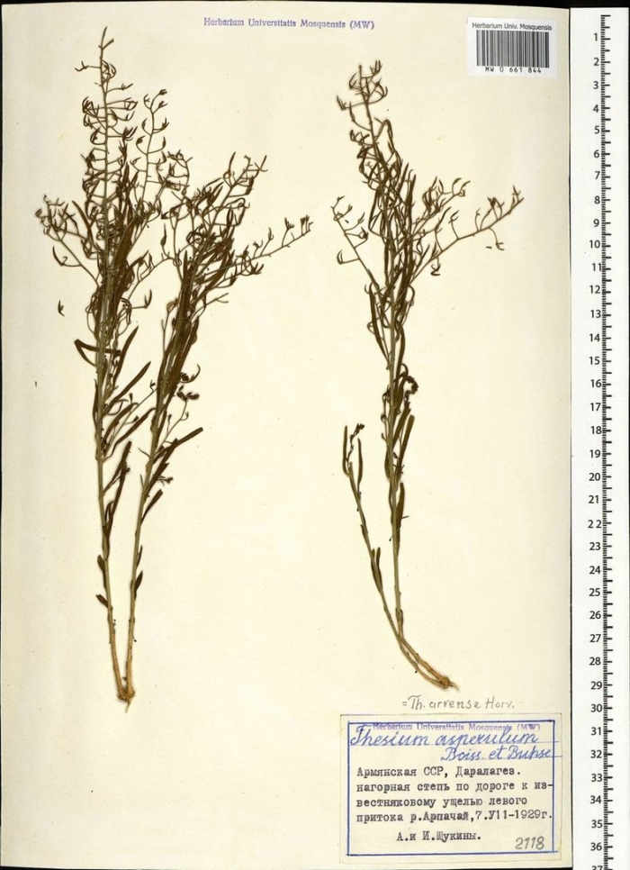 Анабазис ежовник безлистный