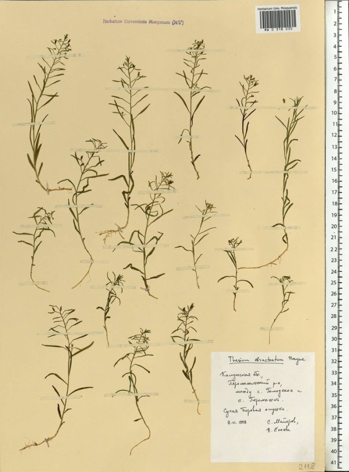 Gnaphalium uliginosum
