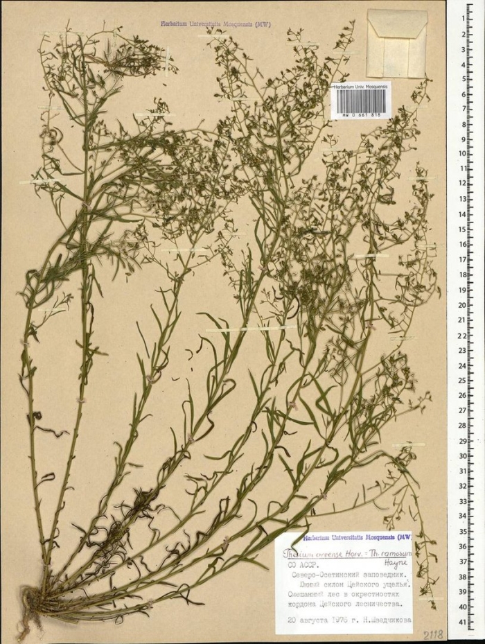 Gypsophila paniculata