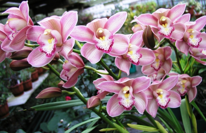 Цимбидиум розовый