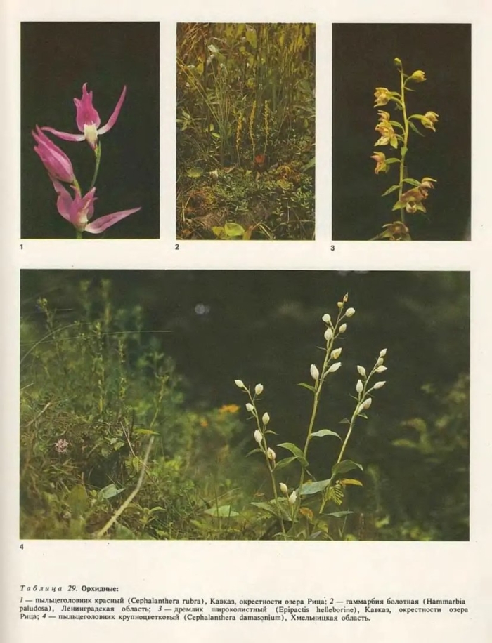 Дремлик широколистный