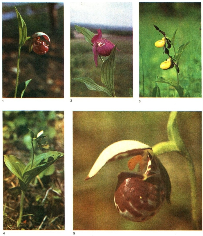 Северная орхидея венерин башмачок