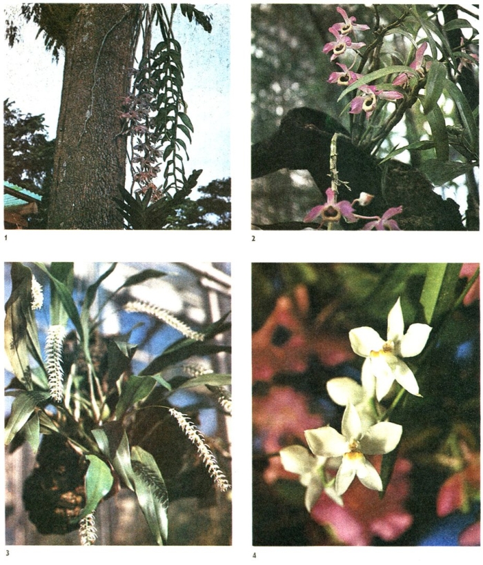 Растения семейства