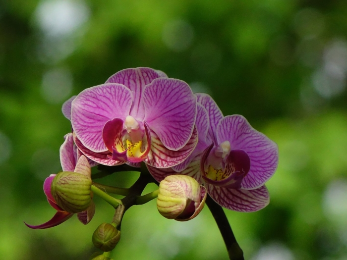 Фаленопсис пурпурный