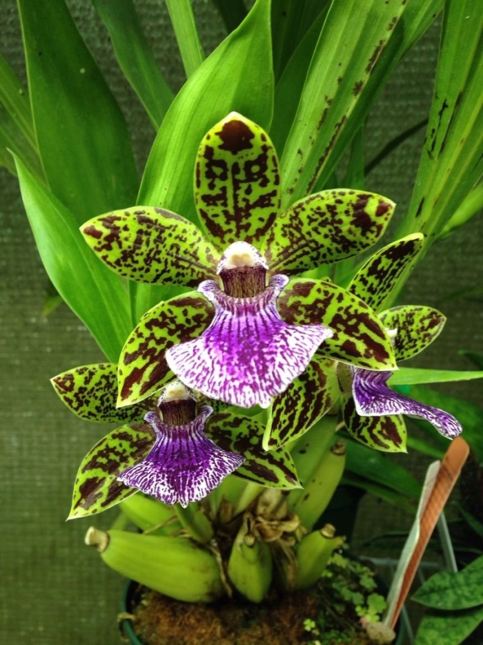 Орхидея зигопеталум люсендорф