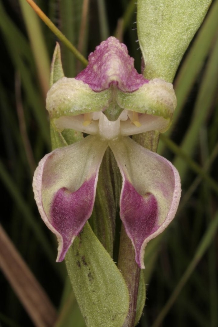 Цветы семейства орхидейные