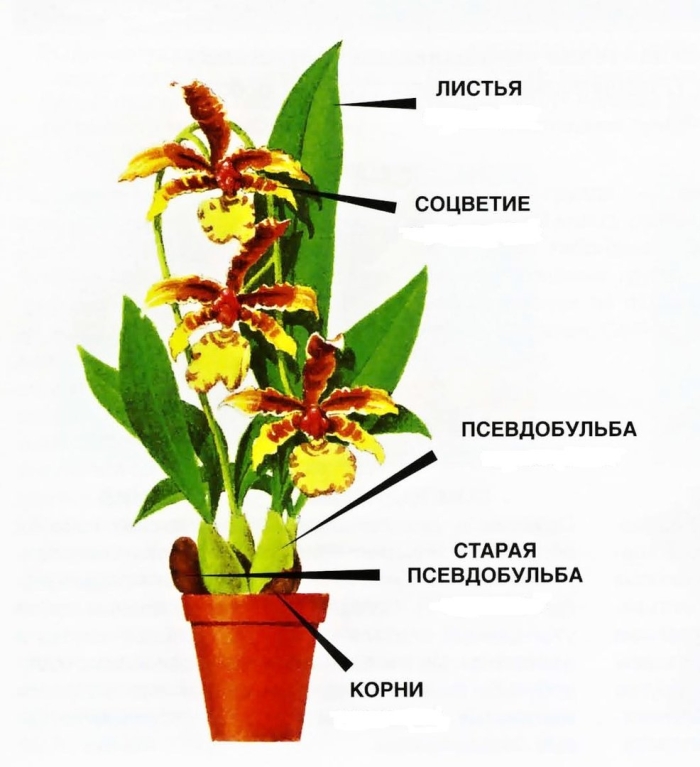 Орхидея камбрия псевдобульба