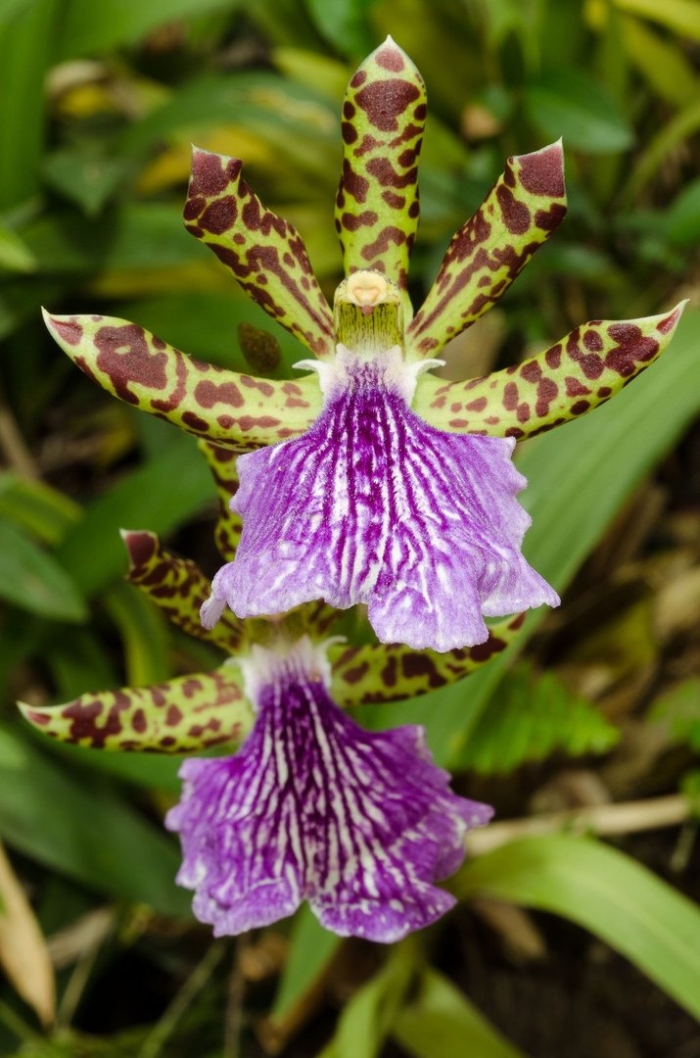 Зигопеталум орхидея