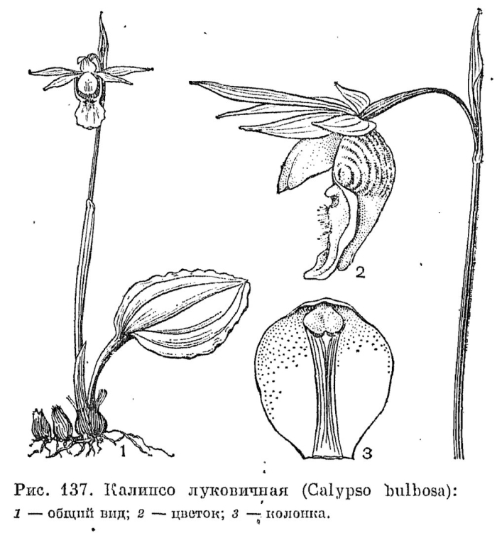 Венерин башмачок строение цветка
