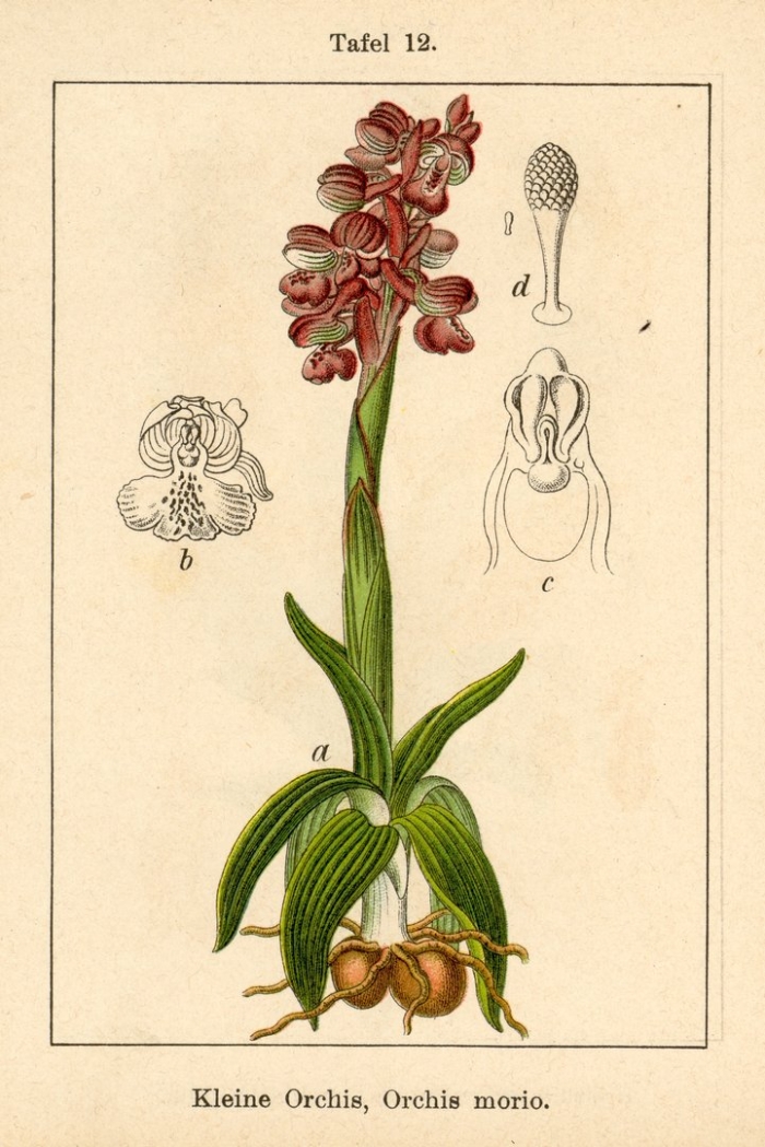 Ятрышник дремлик