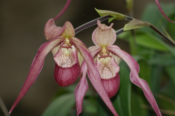 Phragmipedium andean tears