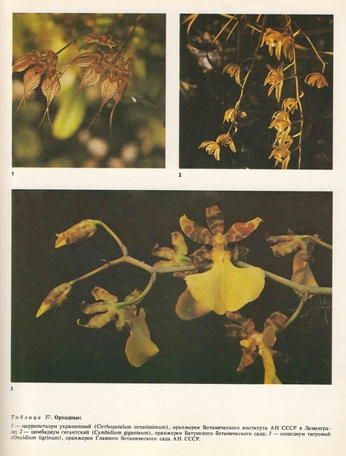 Семейство орхидные