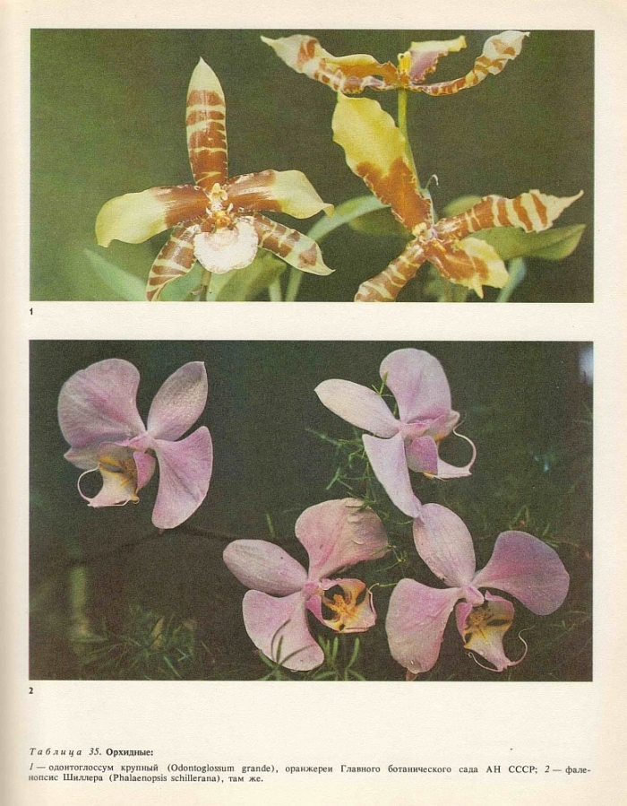 Орхидея шиллера