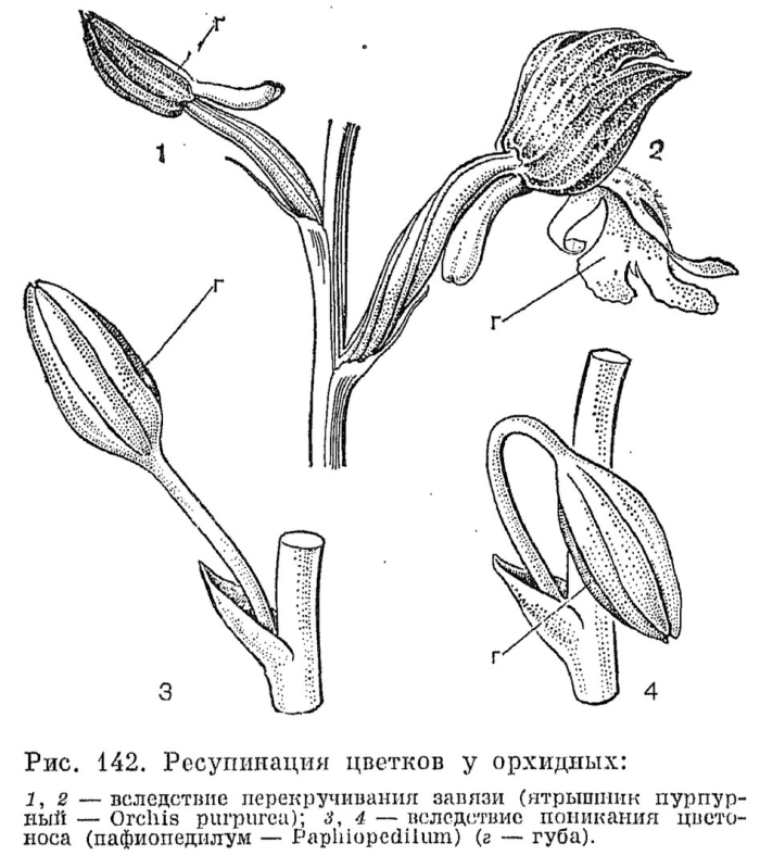 Орхидные строение цветка