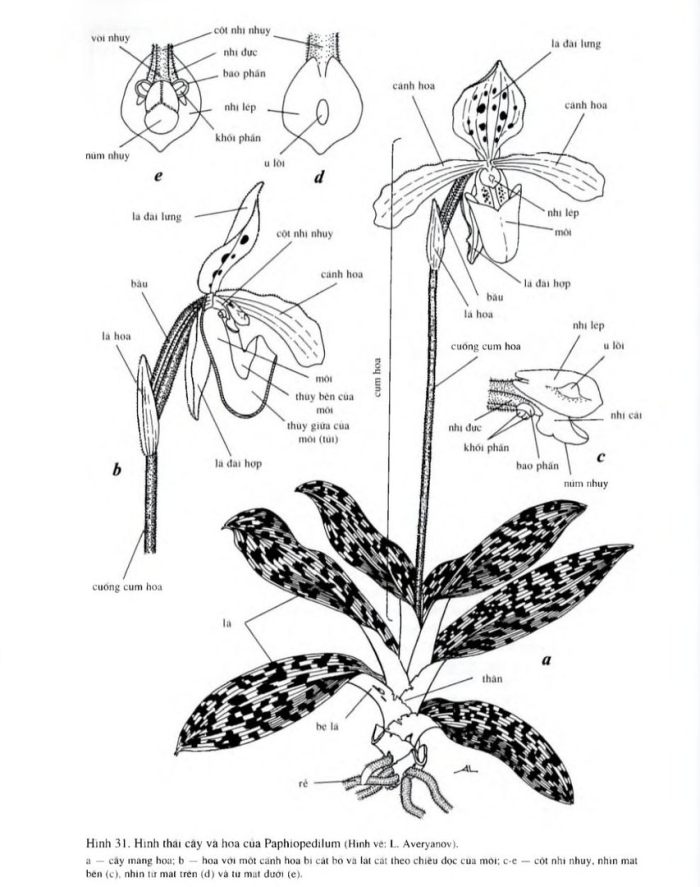 Семейство орхидные строение цветка