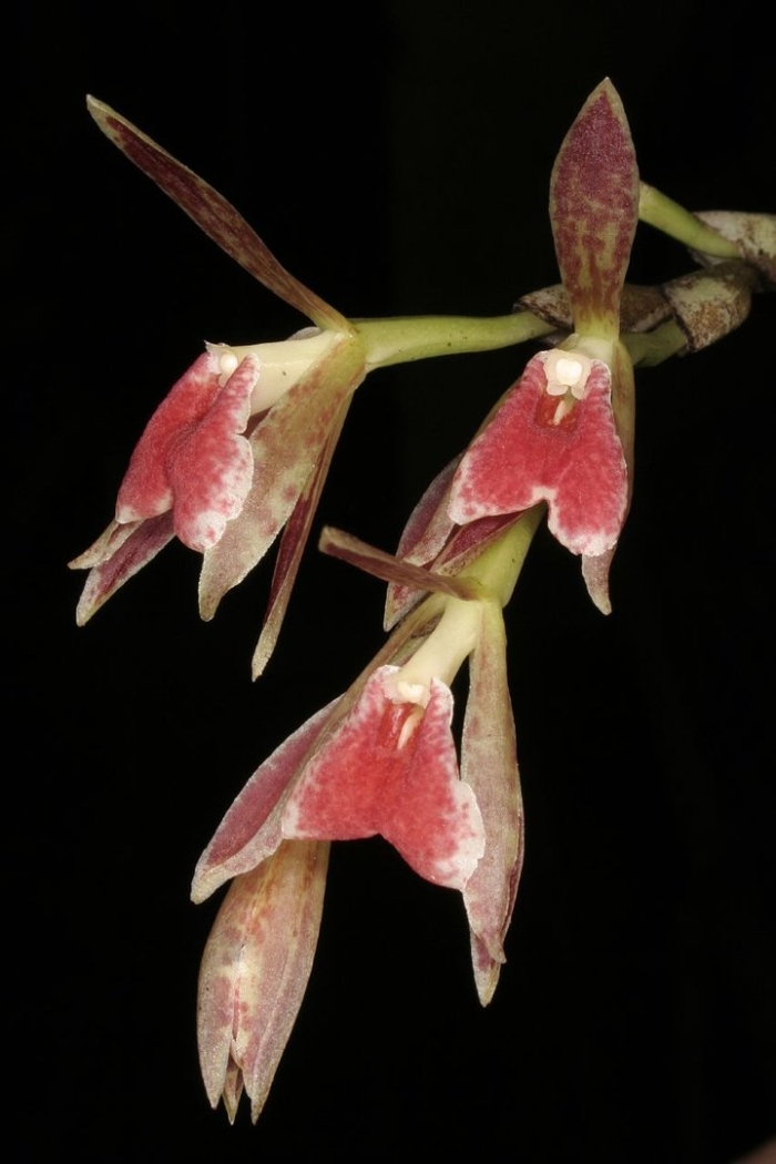 Trichopilia hennisiana