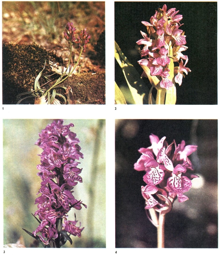 Пальчатокоренник траунштейнера