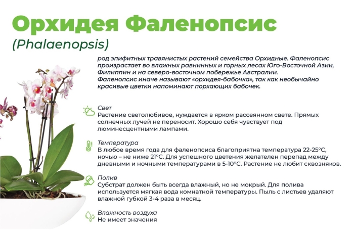 Орхидея фаленопсис родина растения