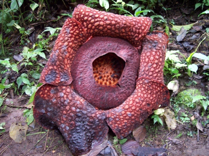 Rafflesia arnoldii