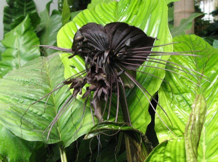 Китайский мышецвет