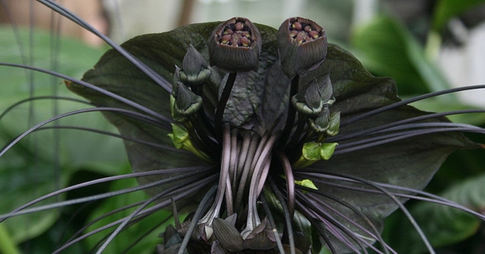 Такка шантрье цветок